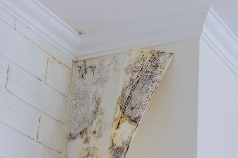 Attic Mold Remediation in Dallas, TX