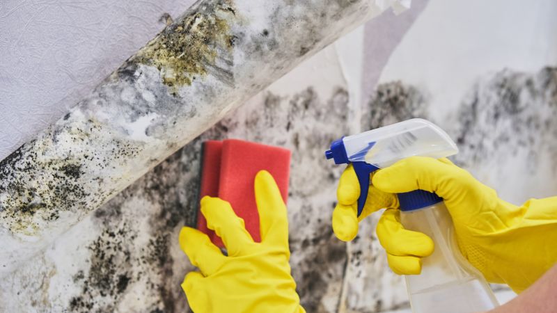 Basement Mold Remediation in Dallas, TX