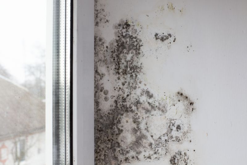 Black Mold Remediation in Dallas, TX