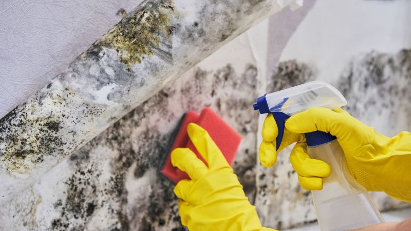 Black Mold Remediation in Boca Raton, FL