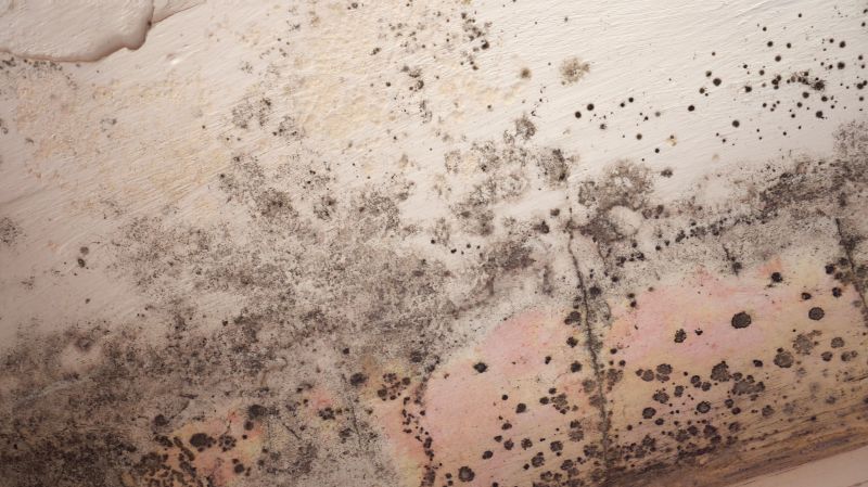 Ceiling Mold Removal in Jupiter, FL