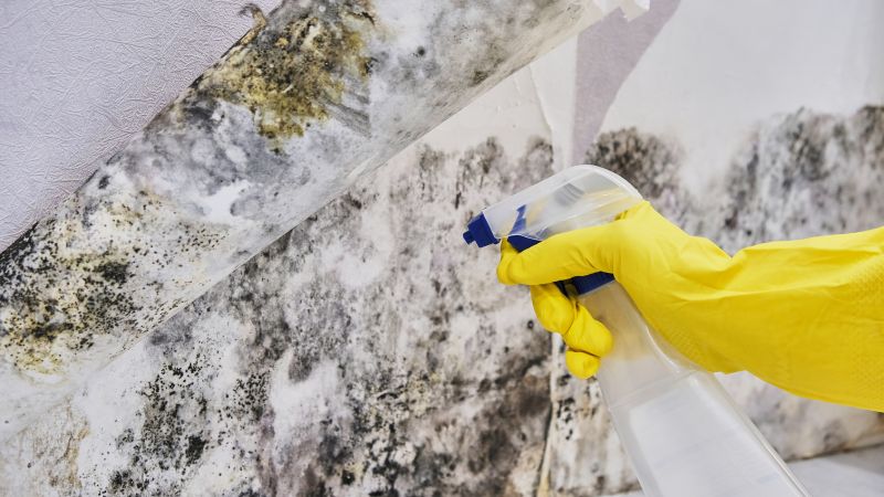 Mold Abatement in Boca Raton, FL