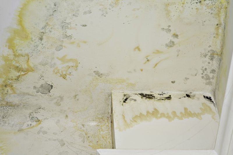 Mold Removal in Fort Lauderdale, FL
