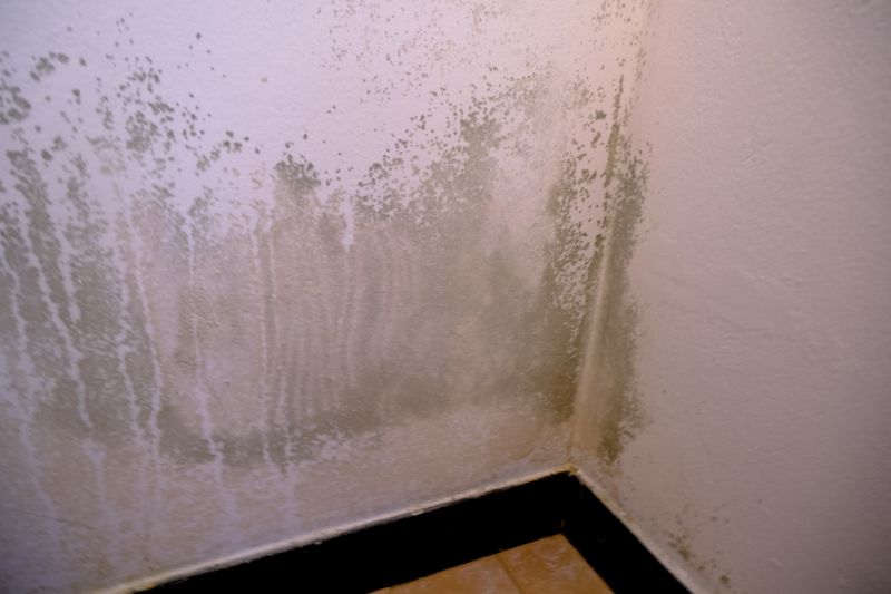 White Mold Mitigation in Fort Worth, TX