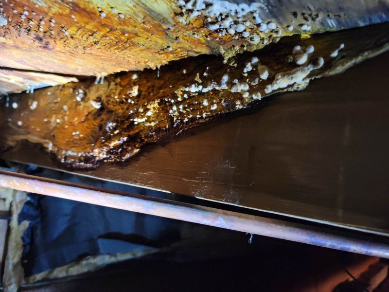 Basement Mold Remediation in Frisco, TX