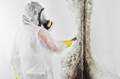 Mold Removal in West Palm Beach, FL
