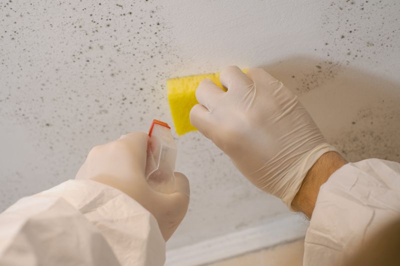 White Mold Mitigation in Boca Raton, FL